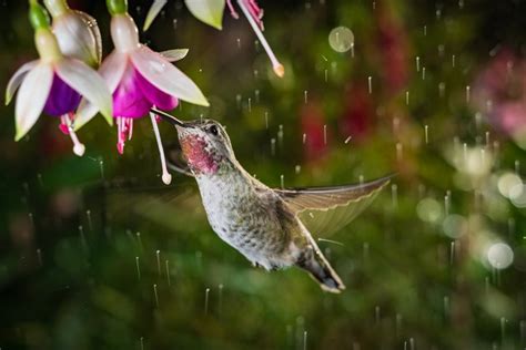 Here is our video of a hanging flower basket filled with impatiens and our. Flowers That Attract Hummingbirds | Hunker