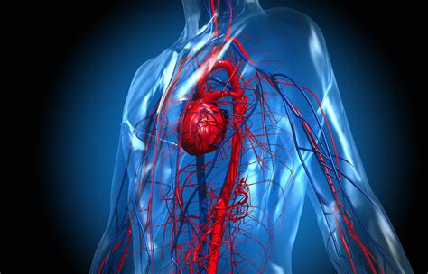 Anatomia Degli Organi E Del Sistema Nervoso Apparato Cardiocircolatorio My Xxx Hot Girl