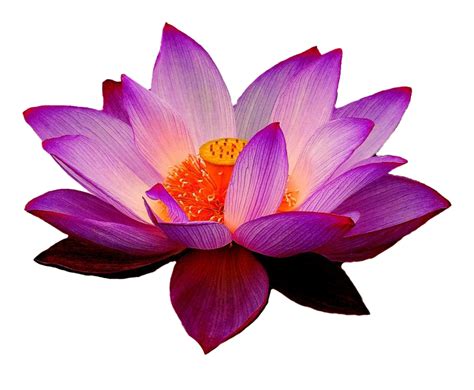 Lotus Flower Transparent Png All Png All