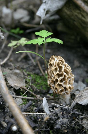 11 Best Places To Find Morel Mushrooms Learn Fungus