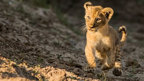 Running Cub Lion Hd Lion Wallpapers Hd Wallpapers Id 58639