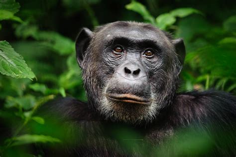 Woman Banned From Zoo After Having Affair With Chimpanzee For Four Years