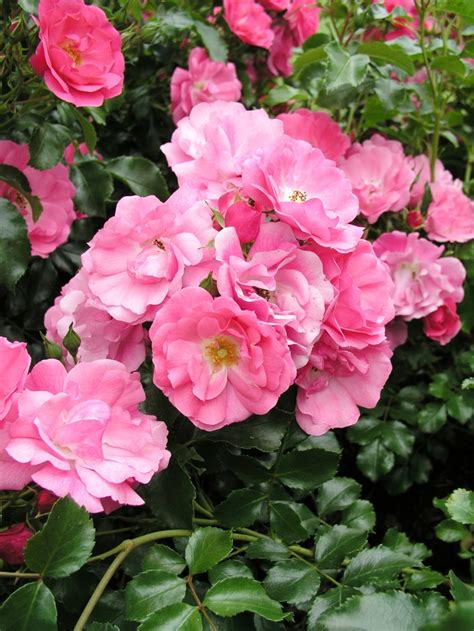 Rosa Flower Carpet Pink Groundcover Rose Garden Center Marketing