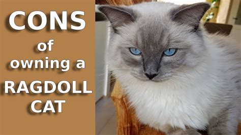 Cons Of Owning A Ragdoll Cat | Doovi