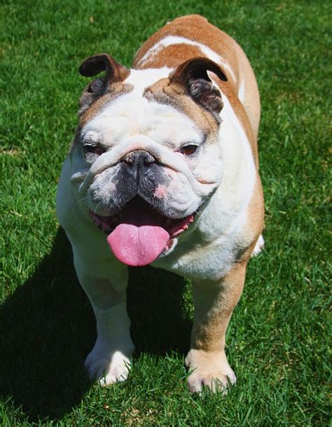 Bulldog Bull Dog Happy · Free Photo On Pixabay