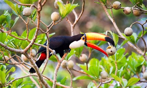 Supongo que te refieres al abono, existen en el mercado fertilizantes especificos para cactus y van bien, solo tienes que abonarlos dos veces, una al principio de la primavera y otro antes del reposo invernal. Uruguay and it's Curiosities-Uruguay y sus curiosidades ...