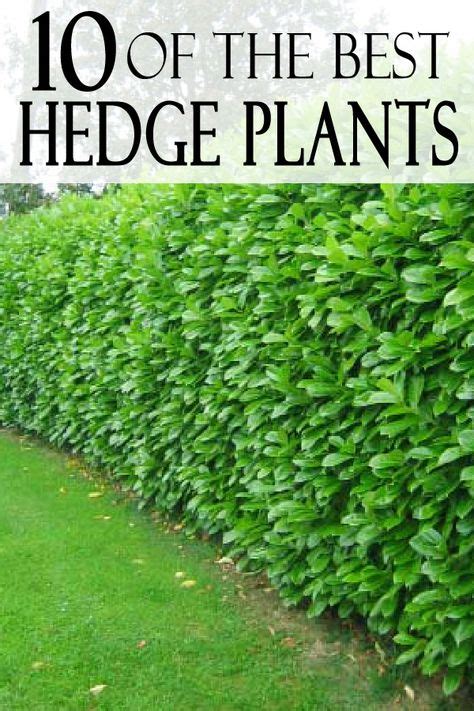 Top 13 Best Hedge Plantsby Zone Natural Fence Hedges Landscaping
