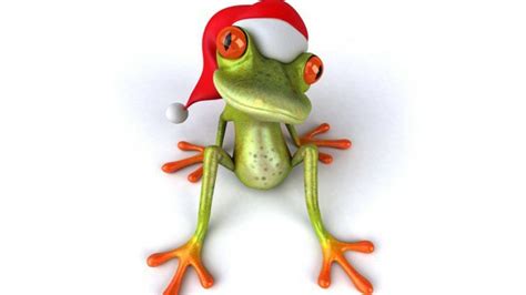 Funny Frog Wallpapers Hd Wallpaper Collections 4kwallpaperwiki