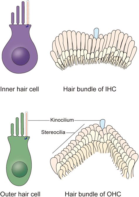 How Do Hair Cells Transduce An Auditory Stimulus Unraveling The Mechanism