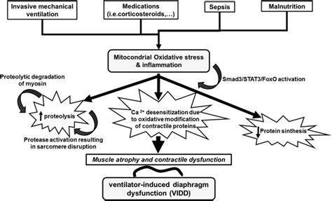 Ventilator Induced Diaphragm Dysfunction Translational Mechanisms Lead