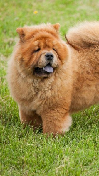 Chow Chow Temperament Lifespan Grooming Training Petplan