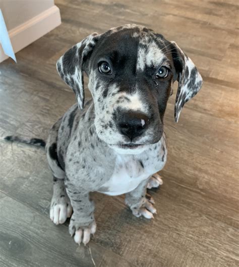Great Dane Puppies For Sale Puppyspot