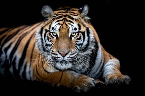 Tiger With A Black Background Stock Photo Image Of Carnivore Angry