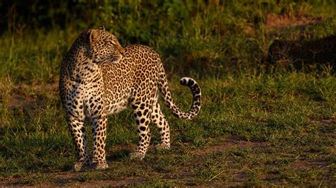A Female Leopard Looks Back For Her Kittens On A Safari In Kenya A