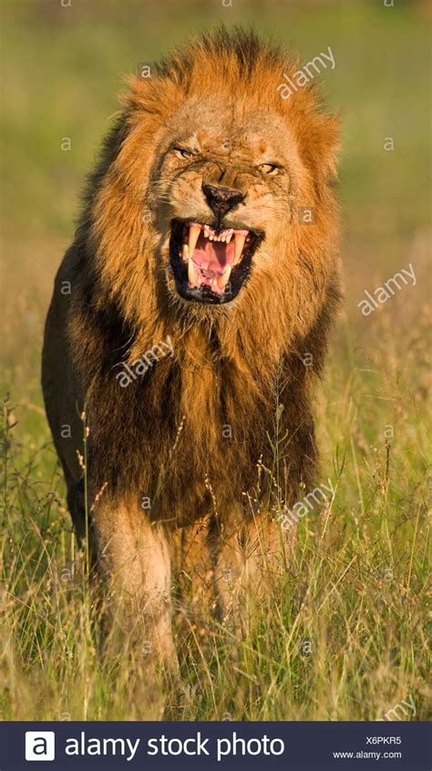 Fierce Lion High Resolution Stock Photography And Images Alamy