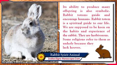 Rabbit Spirit Animal Totem Meaning Messages And Symbolism Zsh