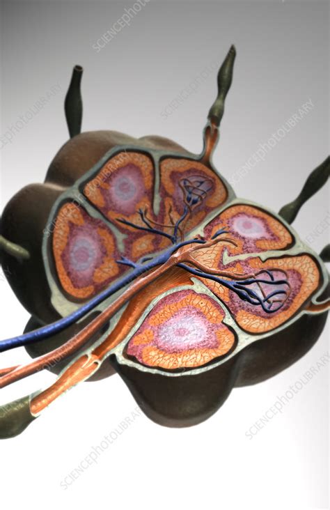 Lymph Node Stock Image F0022453 Science Photo Library