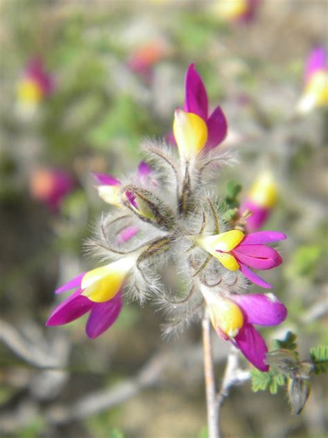 The Texas Perimeter Hike Flowers Of The Guadalupe Mountains