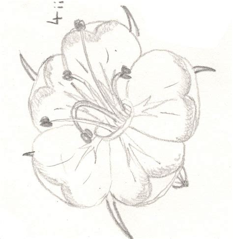 4000 x 3000 jpeg 161 кб. Hawthorn flower 4 by Kendergem.deviantart.com on ...