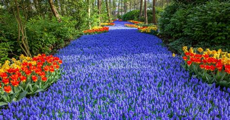Enjoy Over 7 Million Blooms In Hollands Largest Flower Garden