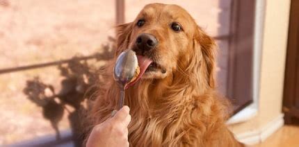 What other human foods can dogs eat? Can Dogs Eat Almond Butter | Does Almond Butter Safe for Dogs?