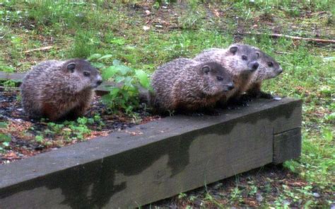 How Many Babies Do Groundhogs Have? A Guide to Groundhog Litters