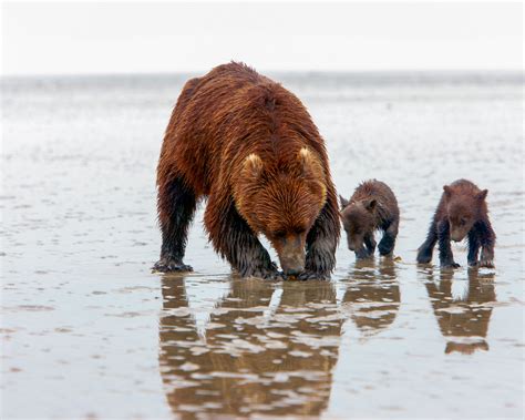 The Best Bear Watching In Alaska Entrée Destinations