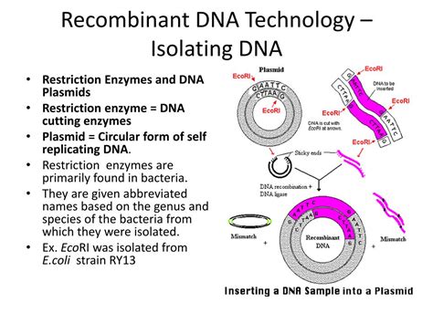 Ppt Recombinant Dna Technology Powerpoint Presentation Free Download