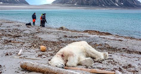 polar bear shot dead after attacking cruise ship guard raising questions of arctic tourism