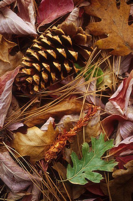 Pine Cone In Autumn Art Print By Jeanne Brophy Autumn Art Print Pine