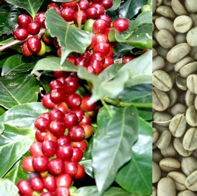 tanaman kopi arabika