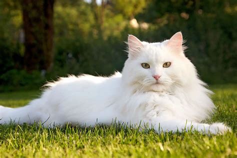 siberian cat breed profile features behavior color and health