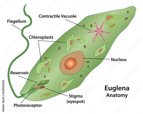 Fototapeta Euglena Cell Anatomy Of A Protozoa Labeling The Cell
