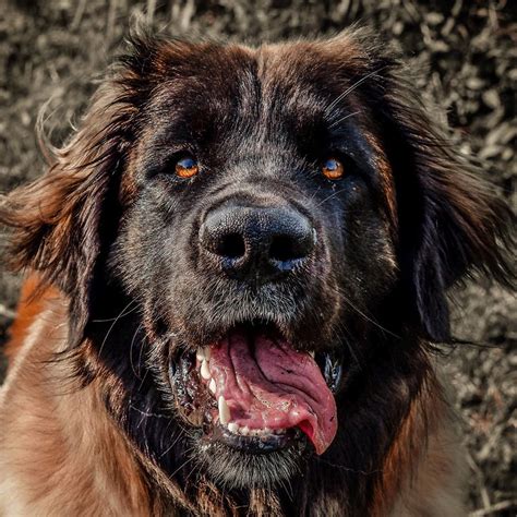 14 Facts Proving That Leonberger Dogs Are True Lions Petpress