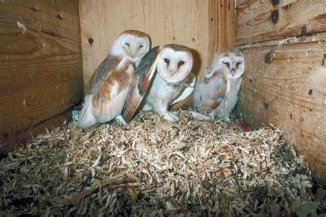 Mosquitoes Prey On Beneficial Barn Owl Nestlings But Permethrin Can