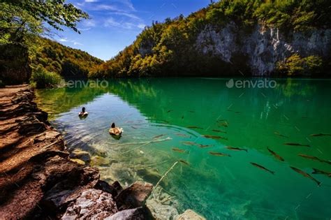Crystal Clear Water With Fish Plitvice Lakes National Park Plitvice