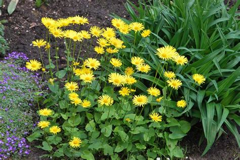 Tall Perennial Yellow Flowers Identification