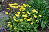 Howstuffworks answers important questions about growing perennial flowers. 15 Beautiful Yellow Perennials for Your Garden - Garden ...
