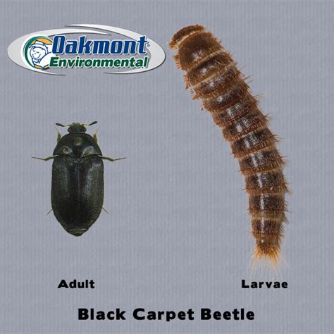 Pics Of Carpet Beetle Bites Carpet Vidalondon