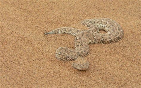 Puff Adder The Animal Facts Appearance Habitat Diet Lifespan