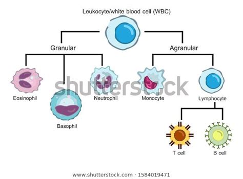 Granulocytes Vs Agranulocytes Langerhans Cell Mcat B Cell
