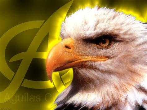 Aves Exoticas Aguilas