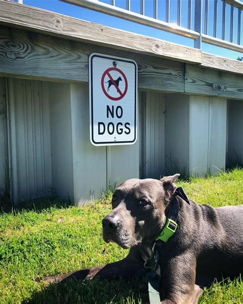 19 Of The Funniest Dogs Reacting To The No Dogs Allowed Meme Cuteness