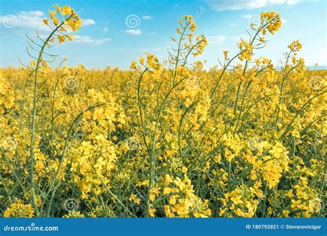 Beautiful Blooming Rapeseed Field Against Blue Sky Stock Image Image