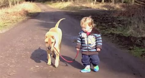 Boy Walking His Dog Share A Friendship Moment When They Find A Puddle
