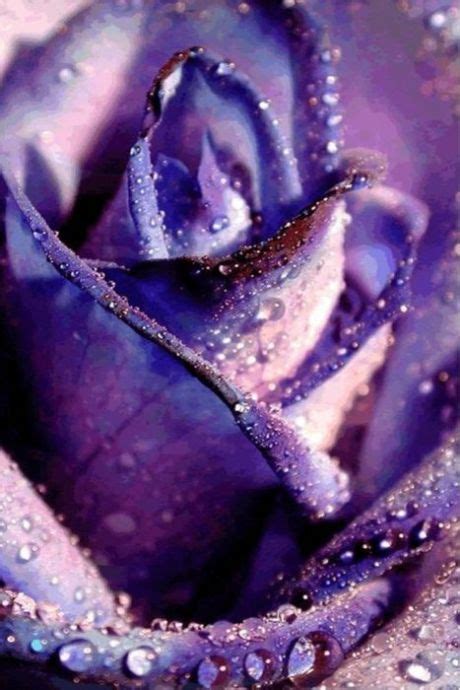Розы | Фиолетовые розы, Розы, Оттенки фиолетового