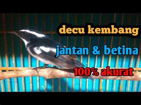Daicu Kembang - Harga Decu Jantan Dengan : Dalam proses ...