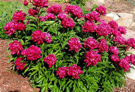 Whats Doing The Blooming Peonies Knechts Nurseries And Landscaping