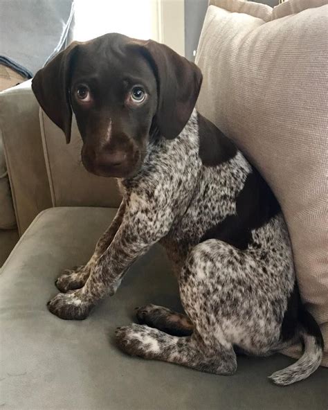 That Look Puppy Dogs Dog Gsp Dogs Gsp Puppies Pointer Puppies