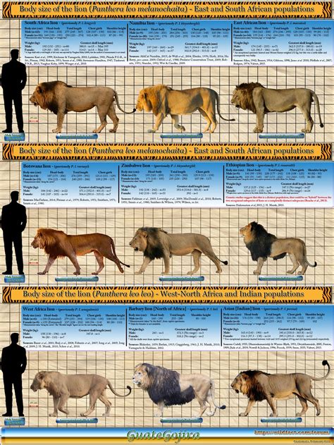 The Measurements And Weights Of The Lion Panthera Leo At Species Level